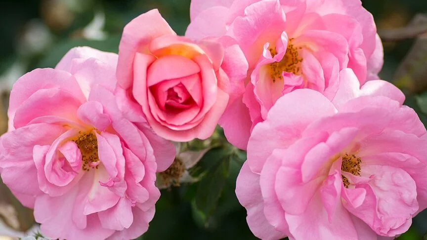 Gallery 1 — Rose Innovations